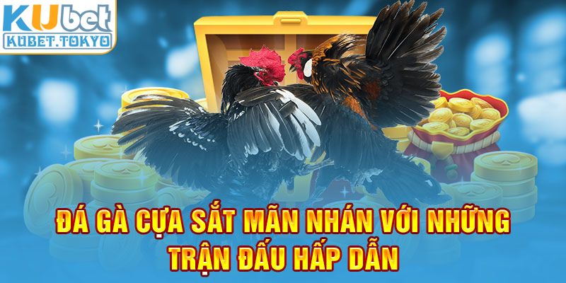 Đá gà cựa sắt mãn nhăn với những trận đấu hấp dẫn