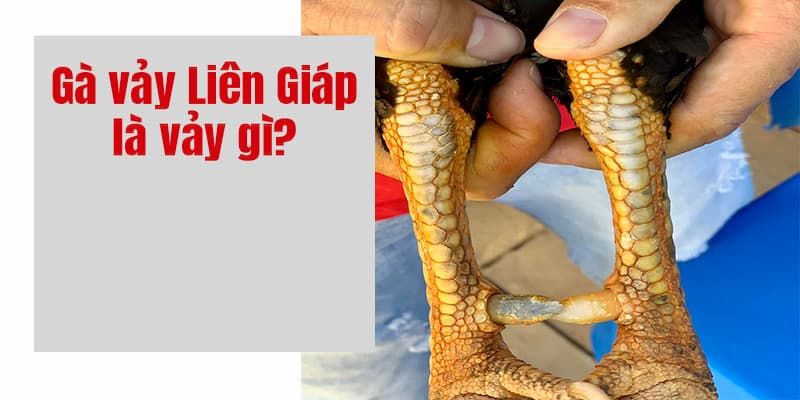 Những chú gà có vảy liên giáp siêu hiếm