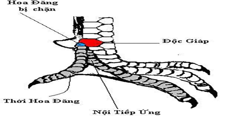 Vảy gà hoa đăng có ảnh hưởng rất lớn đến chiến kê